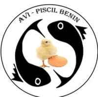 AVI PISCIL BENIN